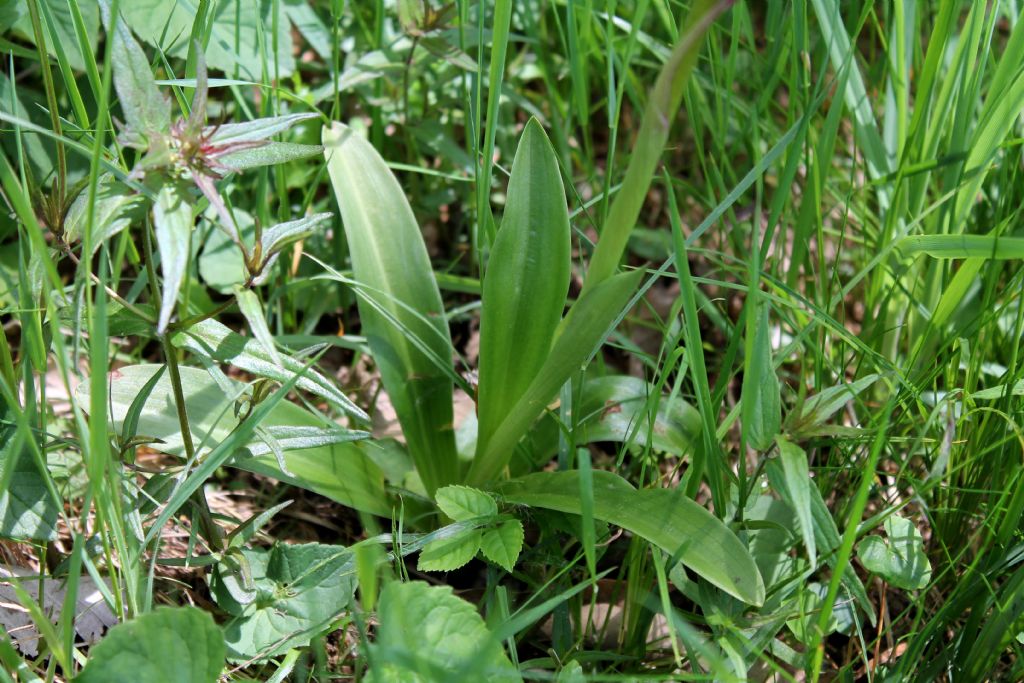 Orchis mascula